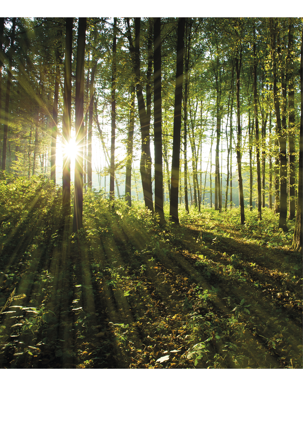 forest trees. nature green wood backgrounds 